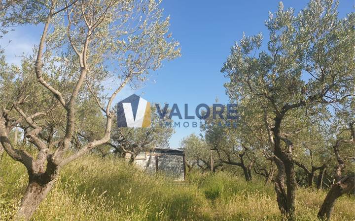 Agricultural Field for sale in Assisi