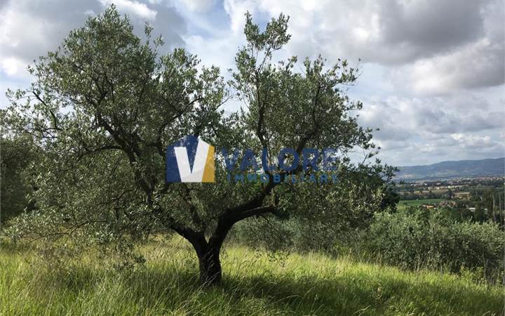 ASSISI - PALAZZO: TERRENO AGRICOLO ADIBITO AD OLIVETO
