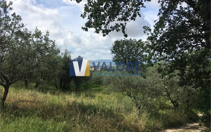 ASSISI - PALAZZO: OLIVETO IN VENDITA 